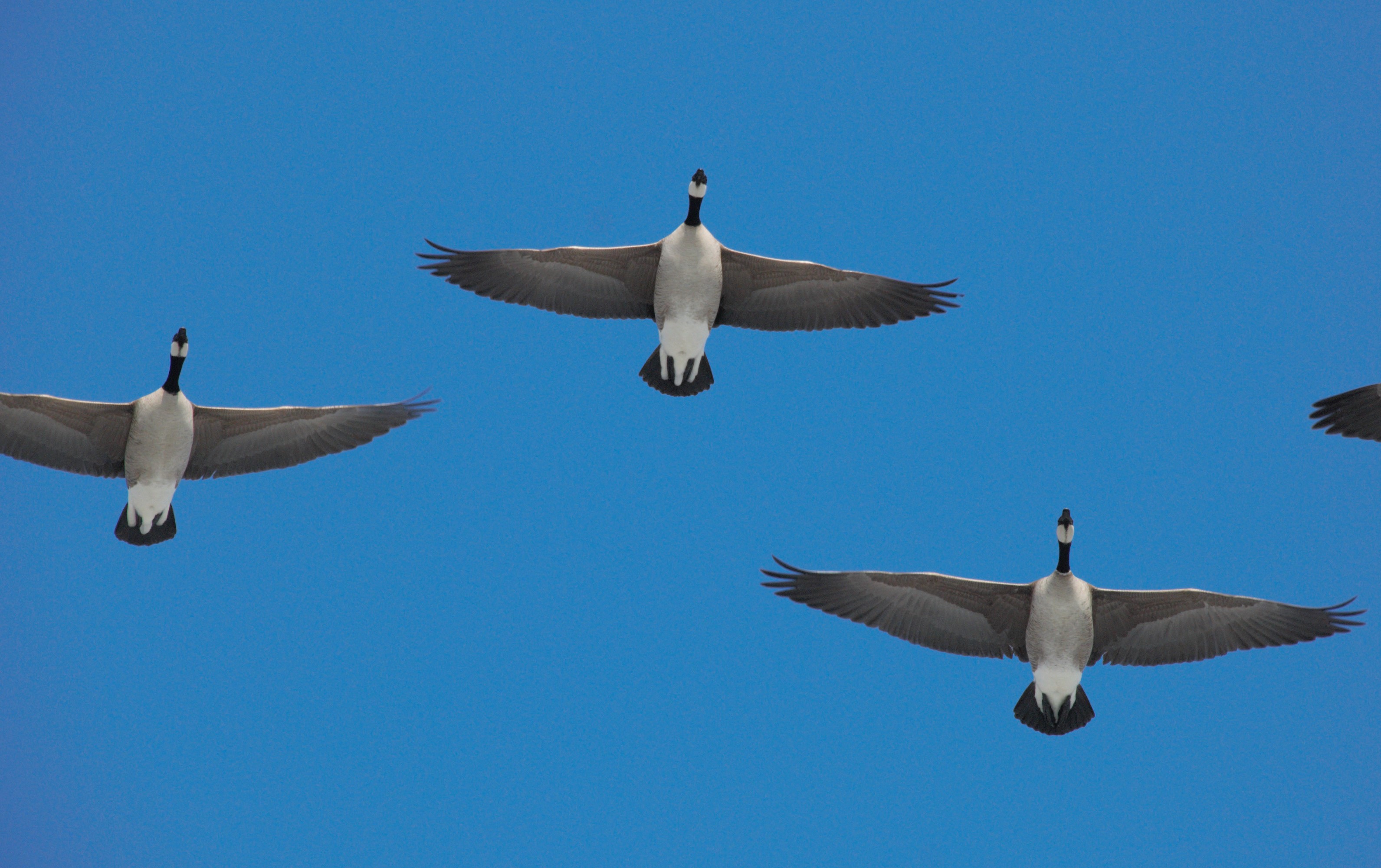 Canada Geese FWS.gov